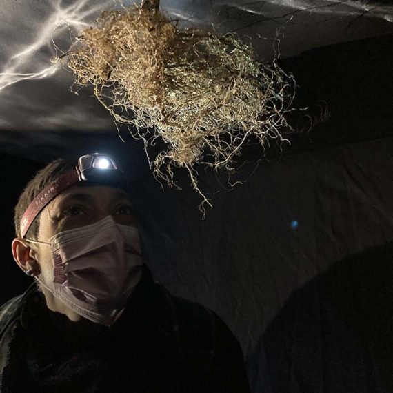 person with a head torch looking at roots