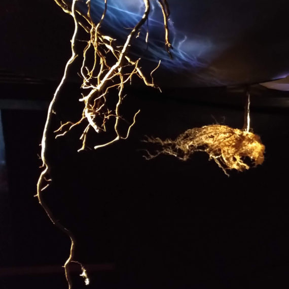 long roots and a root ball