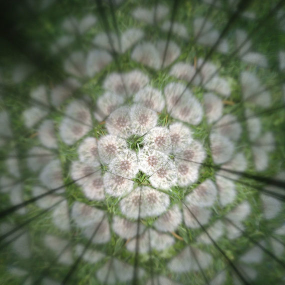 dandelion through a kaleidescope
