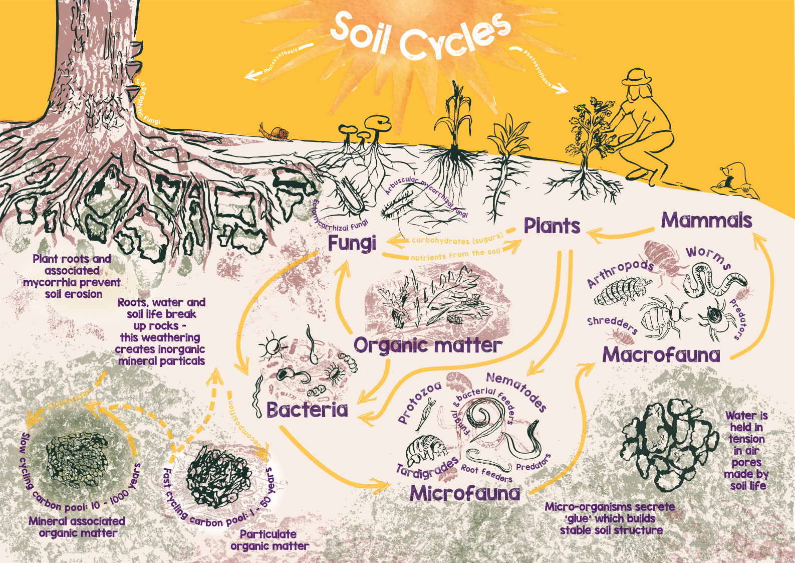 A diagram with yellow arrows linking biological life that show what group is eaten or consumed by the next group. I.e. fungi is eaten by bacteria.